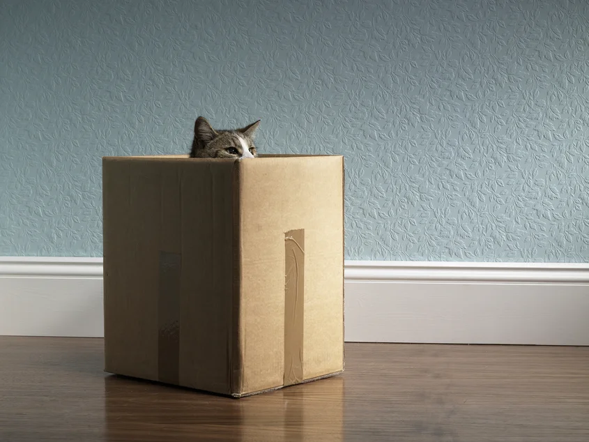 котка в кутия