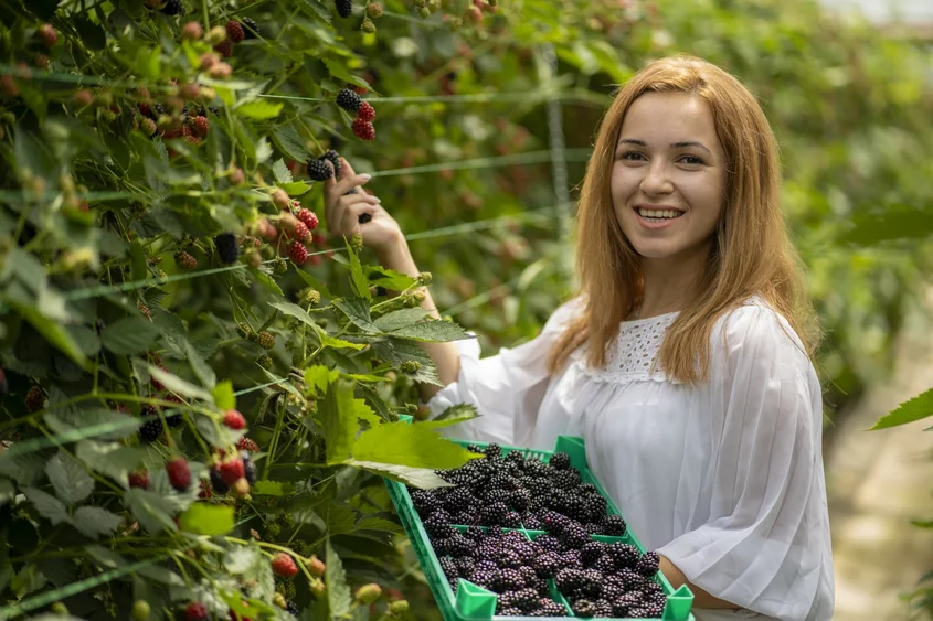 Denitsa Ivanova_Di Berry Group