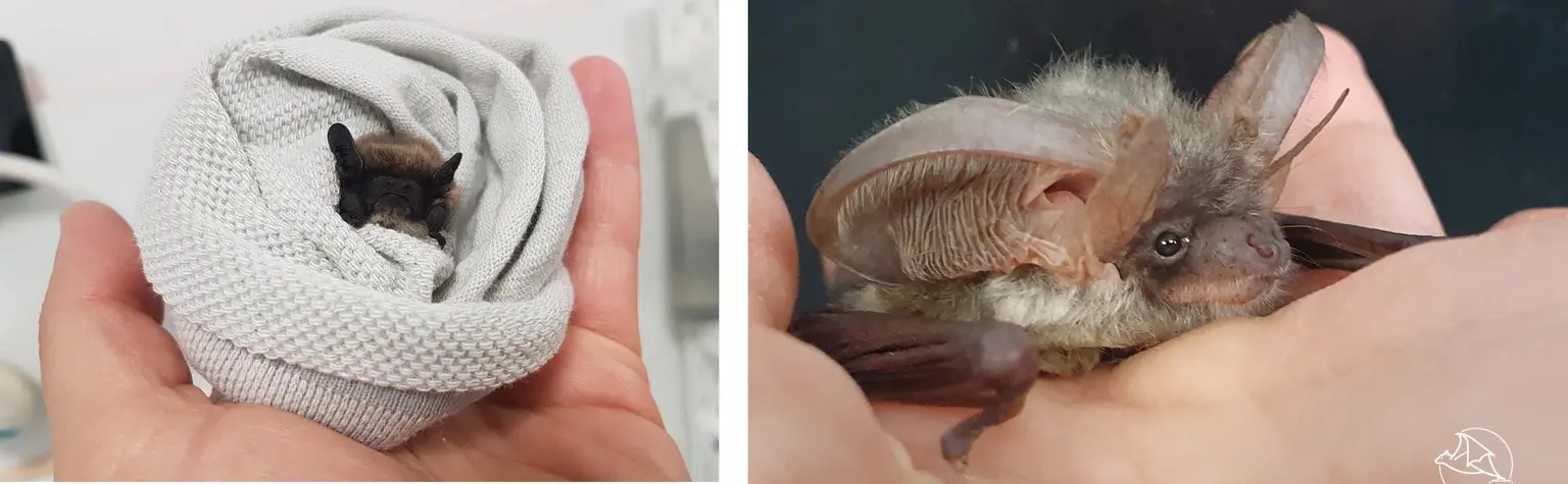 Bat World прилеп